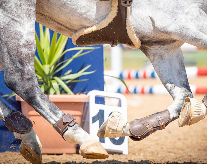 The JumpOff, Showjumping News, South Africa,