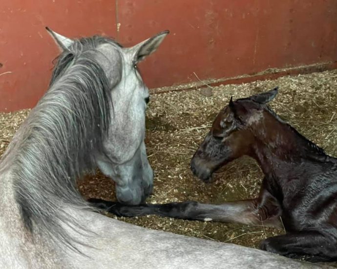 The JumpOff, Showjumping News, South Africa,