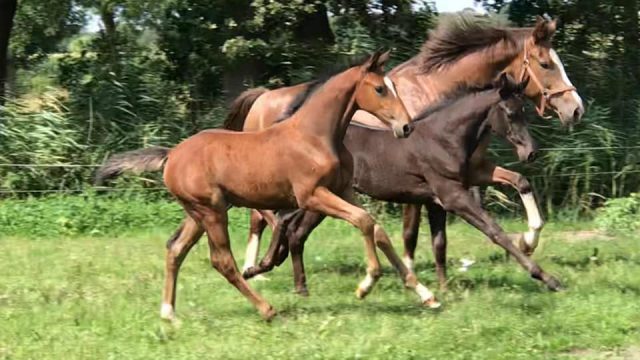 CC Equestrian, The JumpOff