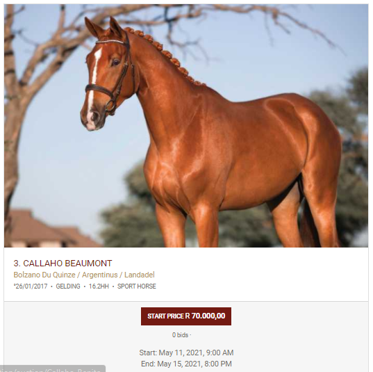 Callaho Warmblood Stud, The JumpOff